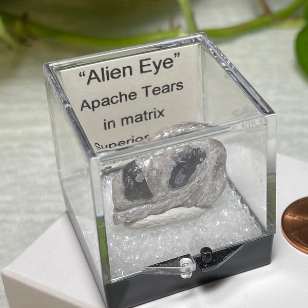 Thumbnail Weirdos -- "Witch's Toe" & "Alien Eye", mineral specimens in Perky Box, from Arizona USA