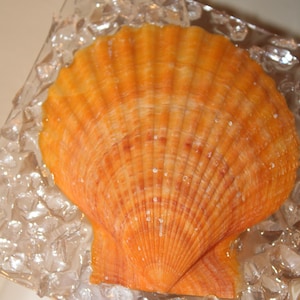 Sea glass and Sea Shell Ocean Beach Themed Night Light