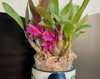 Hauteur: 50 cm Dendrobium nobile Firebird Bambou Orchidée orange Orchidée de Botanicly 2 pousses Hauteur: 50 cm Dendrobium nobile Firebird Bambou Orchidée orange Orchidée de Botanicly 2 pousses