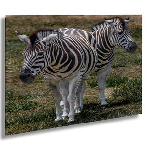 Zwei Zebras Fine Art Foto, gestreifte Pferde Wand Kunst Druck, Leinwand, Acryl, Metall