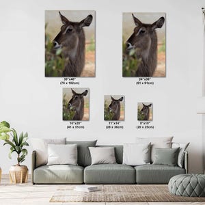 Wasserbock, Afrikanische Antilope, Wandkunst, Fotodruck auf Leinwand, Acryl- und Metalldrucke