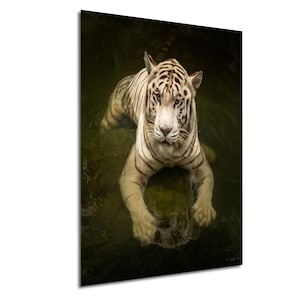 Weißer Tiger entspannt im Wasser, Schöne große Katze, Kunstdruck auf Leinwand, Acryl, Metall