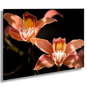 Orchid Floral Wall Art Print, Beautiful Orchid Fine Art Photo, Exotic Nature Photography