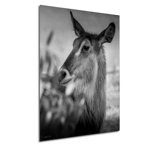 Wasserbock, Schwarzweißfoto, Afrikanische Antilope, Wandbild, Tierdruck auf Leinwand, Acryl und Metall