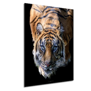 Prowling Sumatran Tiger, Eye of the Tiger Fine Art Photo, Big Cats Wall Art Print, Fierce Feline