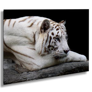 Weißer Tiger, Fine Art Foto, Raubkatzen Wand-Kunstdruck auf Leinwand, Acryl und Metall, Weißer Tiger entspannt auf den Felsen