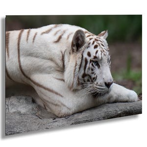 White Tiger Fine Art Photo, Big Cat Wall Art Print, Relaxing Albino Tiger