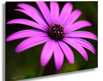 Purple Daisy Fine Art Photo Print, Floral Wall Art, Macro Flora Photography