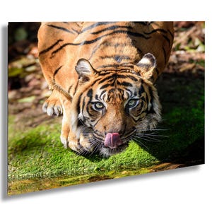 Tiger trinkender, Tierpark von Zoo Zug, Zugkatze, Kunstdruck auf Leinwand, Acryl und Metall, Hungriger Tiger, Fine Art Photo