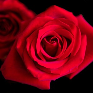 Dark Red Rose Photo, Red Rose Photograph, Rose Fine Art Print, Deep Red Rose  Print, Red Garden Rose, Rose Photograph, Macro Flower Print 