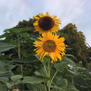 25 Giant Sunflower Seeds in a Pack