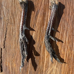 Pheasant Feet