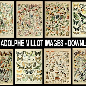 Adolphe Millot Set of 40 Prints Illustrations of Botanical, Animal, Flowers, Fruit, Vegetables, Insects Vintage French Art Posters DOWNLOAD