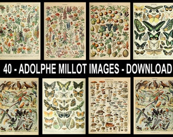 Adolphe Millot Set of 40 Prints Illustrations of Botanical, Animal, Flowers, Fruit, Vegetables, Insects Vintage French Art Posters DOWNLOAD