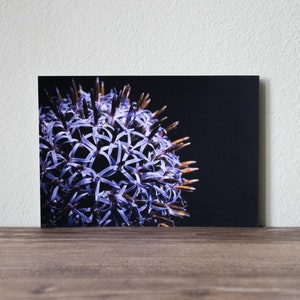 Carte postale – Photographie – Fleur – Carte de vœux – Idée cadeau – Gros plan Diestel – Image – Impression d'art – Botanique – Bleu (12,5 cm x 17,8 cm)
