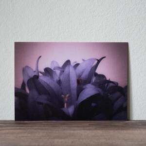 Ansichtkaart - Fotografie - Bloem - Wenskaart - Cadeau-idee - Foto - Print - Kunstdruk - Bloemmotief - Plantkunde - Kaart (12,5 cm x 17,8 cm)