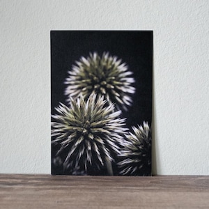 Cartolina - Fotografia - Fiore - Biglietto d'auguri - Idea regalo - Immagine - Piccola stampa artistica - Botanica - Primo piano di un cardo (12,5 cm x 17,8 cm)