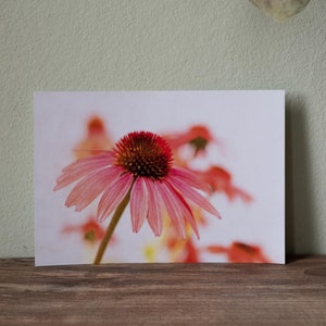 Postkarte - Fotografie - Blume - Grußkarte - Geschenkidee - Sommer - Druck - Kunstdruck - rot - Liebe zur Natur - Karte (12,5 cm x 17,8 cm)