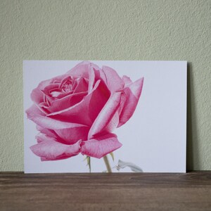 Cartolina - fotografia - fiore - biglietto d'auguri - idea regalo - rosa - stampa artistica - arte kitsch - biglietto rosa - botanica (12,5 cm x 17,8 cm)