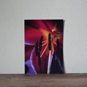 Cartolina - Fotografia - Fiore - Biglietto d'auguri - Idea regalo - Giglio - Rosa Rosso - Primo piano - Stampa artistica - Amore per la natura (12,5 cm x 17,8 cm)