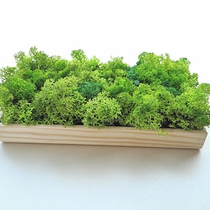 Moss Wall Art - Moss Wall Art Framed Preserved Moss Wall Decor  Wall Panel 10/20/5 cm 3d live picture