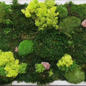 Moss art moss mural handmade picture with live stabilized moss that does not need watering or spraying.