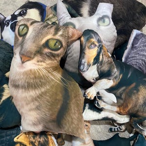 K&ouml;nnte beinhalten: Eine Sammlung von kissenf&ouml;rmigen Tierkissen. Die Kissen zeigen realistische Darstellungen verschiedener Hunde- und Katzenrassen, darunter eine getigerte Katze mit gr&uuml;nen Augen und ein Basset Hound. Die Kissen sind weich und farbenfroh.