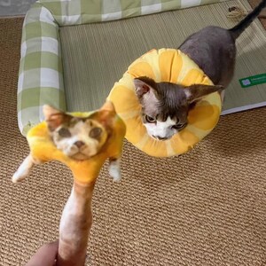 May include: A plush toy shaped like a cat wearing a yellow citrus-slice collar, held in the foreground. In the background, a hairless cat with dark markings wears a matching yellow, padded, citrus-slice-shaped recovery collar while standing.