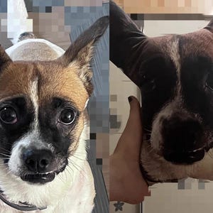 K&ouml;nnte beinhalten: Ein Hund mit braun-wei&szlig;em Fell, schwarzen Markierungen um Augen und Nase und gro&szlig;en Ohren. Der Hund schaut direkt in die Kamera. Ein Kissen mit dem Gesicht des Hundes wird in den H&auml;nden gehalten.