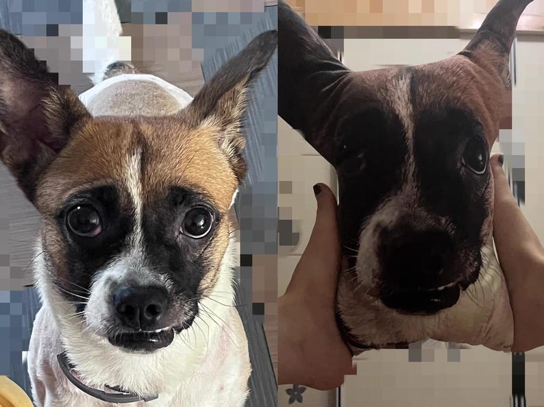 K&ouml;nnte beinhalten: Ein Hund mit braun-wei&szlig;em Fell, schwarzen Markierungen um Augen und Nase und gro&szlig;en Ohren. Der Hund schaut direkt in die Kamera. Ein Kissen mit dem Gesicht des Hundes wird in den H&auml;nden gehalten.