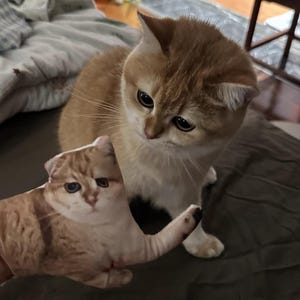 K&ouml;nnte beinhalten: Eine goldbraune Katze betrachtet ein katzenf&ouml;rmiges Pl&uuml;schtier. Das Pl&uuml;schtier hat die gleiche Farbe und die gleichen Gesichtsz&uuml;ge wie die Katze. Die Katze sitzt auf einer dunklen Oberfl&auml;che.