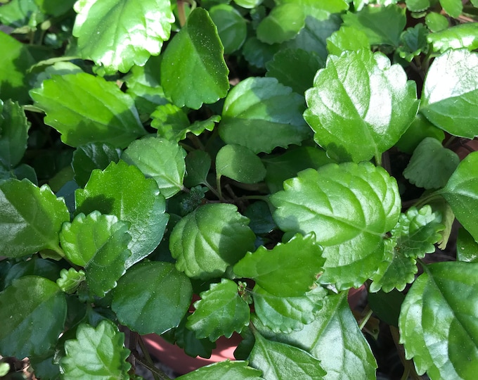LIVE Swedish Ivy Creeping Charlie Rooted Plants CUTTINGS OR Shipped