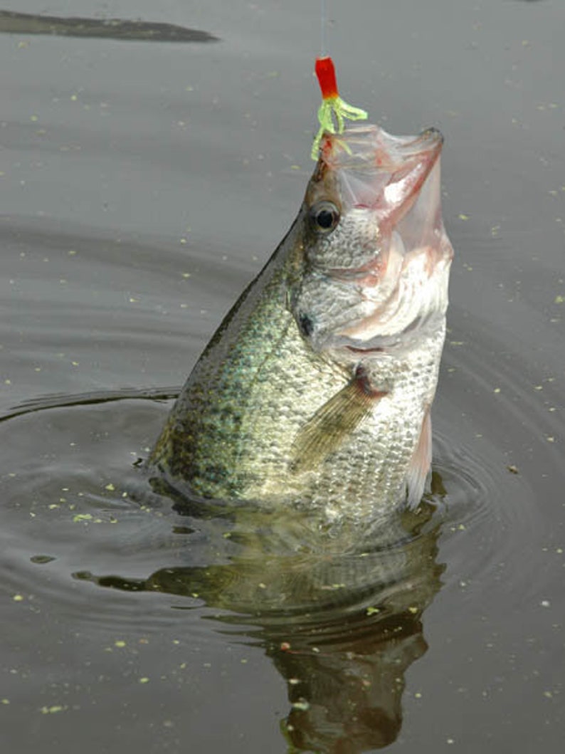 50 Jig Heads No Collar Strong Premium Hook Crappie Trout Jig Head Etsy