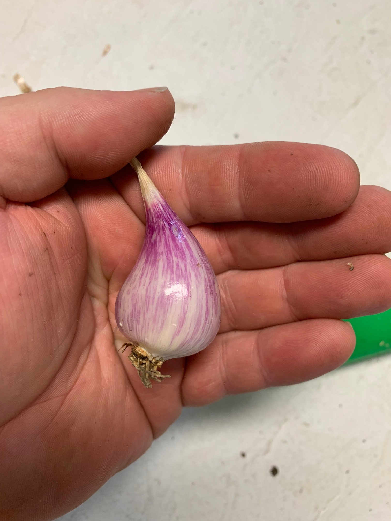 NERO SHALLOT Sets - Non-Gmo Bulbs, Garden Seed Shallots - Traditional Round  Shape, Fresh Multiplier Onions