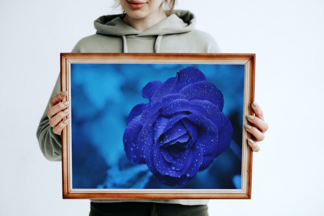 Rose Photography, Purple Rain Wall Art, Rose Wall Art, Nature Landscape