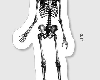 Anatomical Skeleton 2inches by  1inches Waterproof Sticker