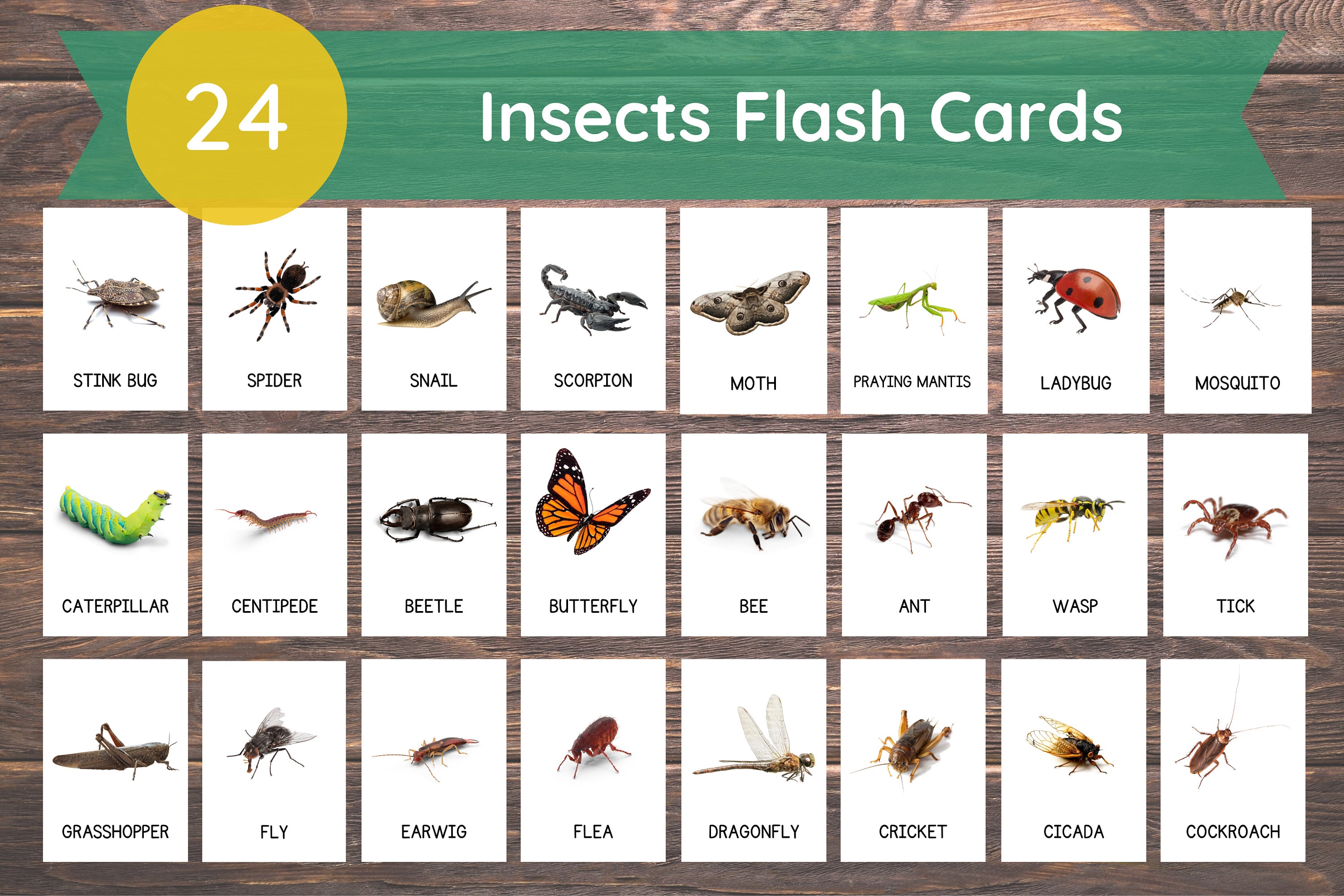 24 Insects Cards Insects Flashcards Printable Real Pictures - Etsy