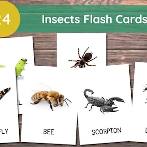 24 cartes insectes, cartes-éclair insectes, cartes-éclair imprimables avec images réelles, cartes-éclair Montessori, apprentissage des insectes, téléchargement immédiat