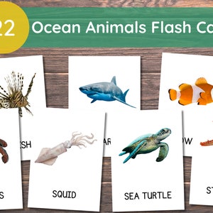 22 kaarten oceaandieren, kaarten oceaandieren voor peuters, montessori-flashkaarten, kaarten met echte foto's, afdrukbare flitskaarten voor kinderen