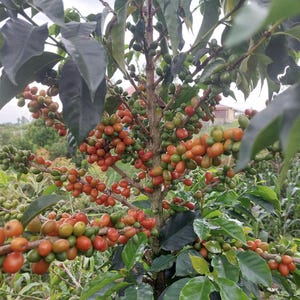Colombian Whole Bean Coffee - Cafe Bonita - Single Origin - Organic