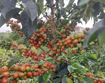 Colombian Whole Bean Coffee - Cafe Bonita - Single Origin - Organic