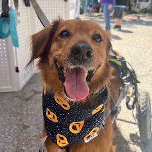 Pretzel &#39;Dana | Pet Bandana