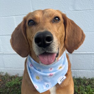Happy Daisy &#39;Dana | Pet Bandana