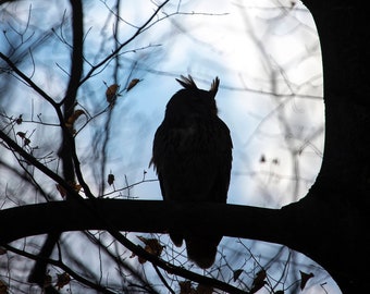 Flaco the Owl - Central Park New York