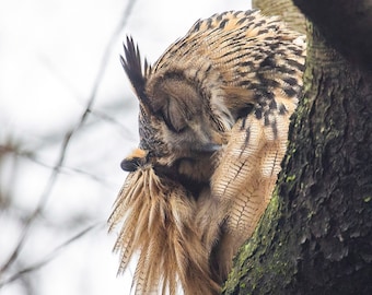 Flaco the Owl - Central Park New York