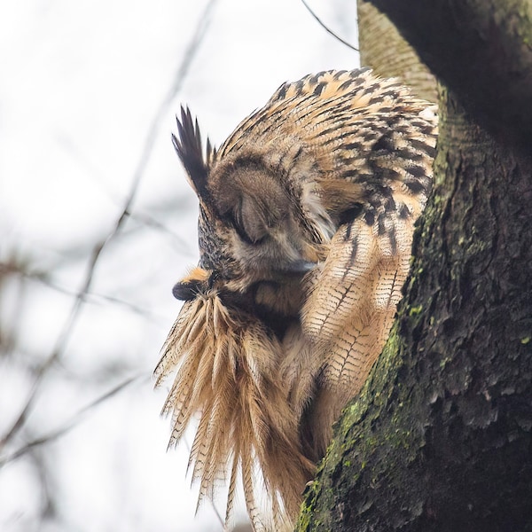 Flaco the Owl - Central Park New York