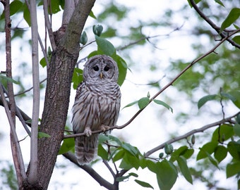Barry the Barred Owl - Central Park New York