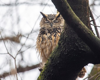 Flaco the Owl - Central Park New York