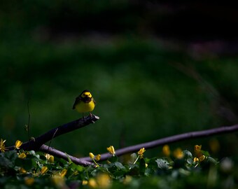Hooded Warbler, Central Park, NYC