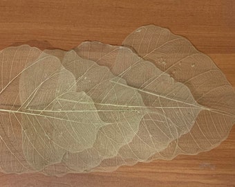 35 grandes feuilles de squelette de 15cm + bodhi